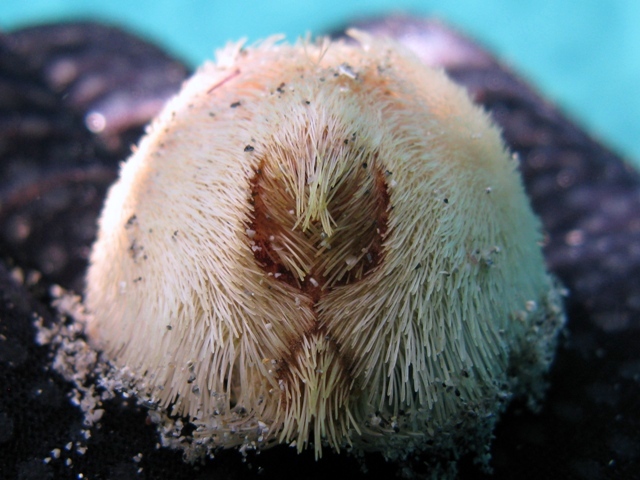 Echinocardium fenauxi: teche ed esemplare vivo