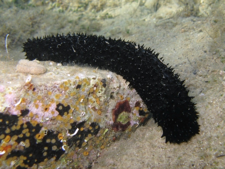 Holothuria forskali (Delle Chiaje, 1823) e Tubi di Cuvier