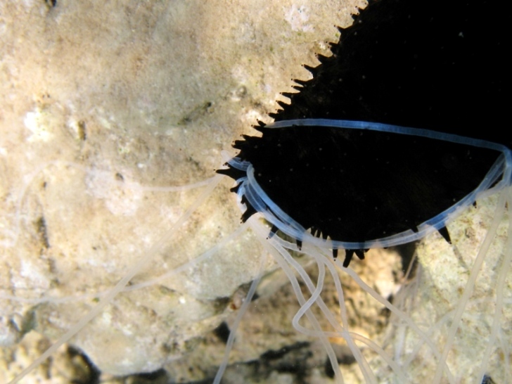 Holothuria forskali (Delle Chiaje, 1823) e Tubi di Cuvier