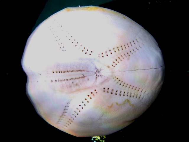 Echinocardium fenauxi: teche ed esemplare vivo