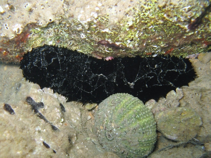 Holothuria forskali (Delle Chiaje, 1823) e Tubi di Cuvier