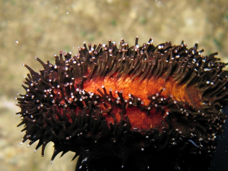 Holothuria forskali (Delle Chiaje, 1823) e Tubi di Cuvier