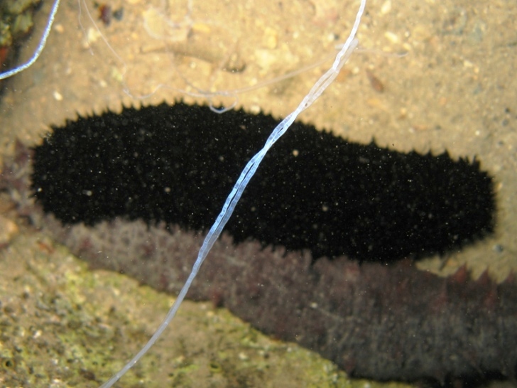 Holothuria forskali (Delle Chiaje, 1823) e Tubi di Cuvier