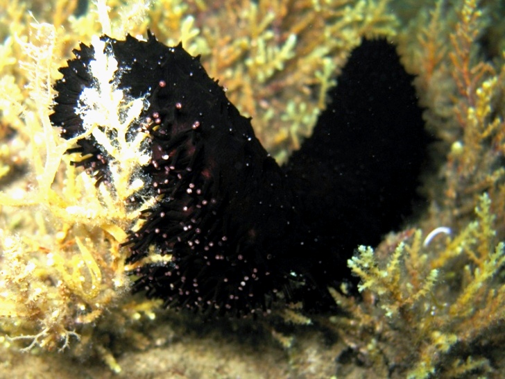 Holothuria forskali (Delle Chiaje, 1823) e Tubi di Cuvier