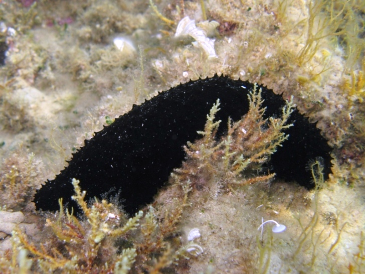 Holothuria forskali (Delle Chiaje, 1823) e Tubi di Cuvier