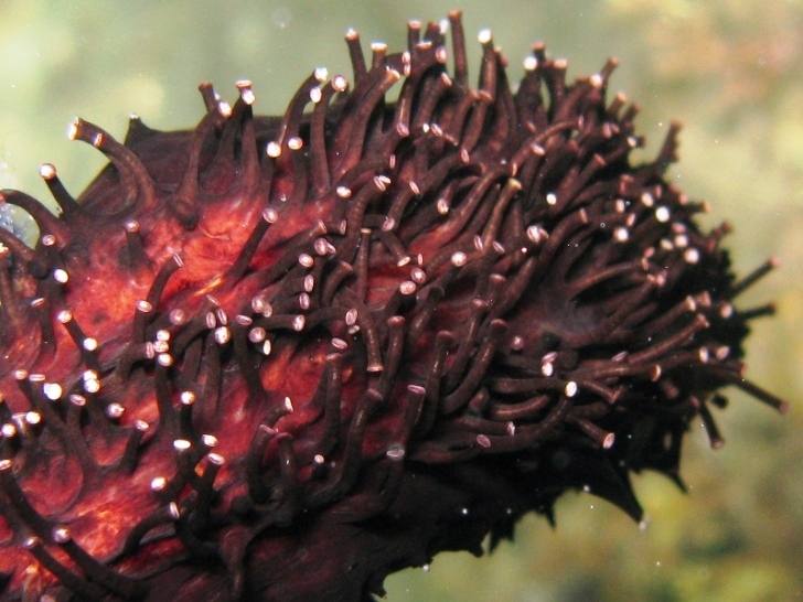 Holothuria forskali (Delle Chiaje, 1823) e Tubi di Cuvier