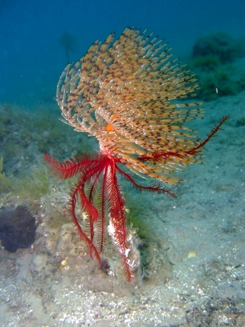 Antedon mediterranea a pochi m di profondit