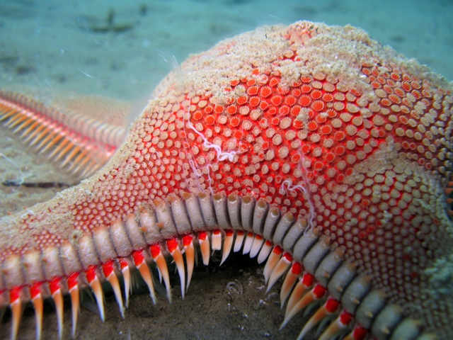 Astropecten aranciacus (Linnaeus, 1758)