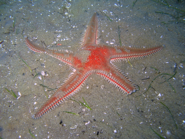 Astropecten aranciacus (Linnaeus, 1758)