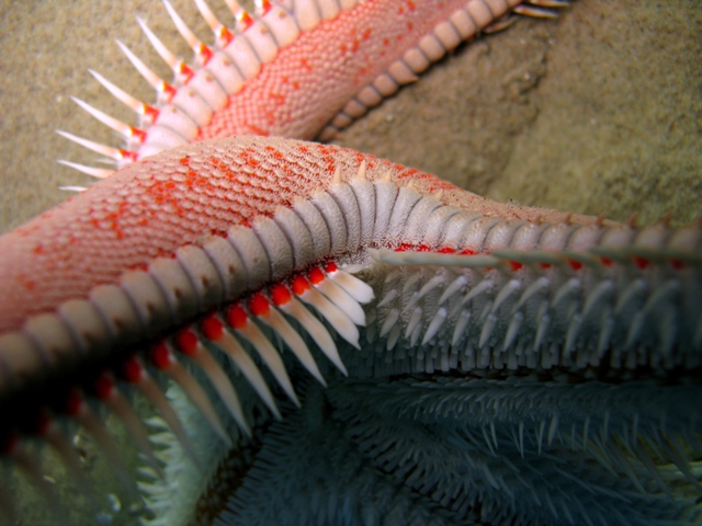 Astropecten aranciacus (Linnaeus, 1758)