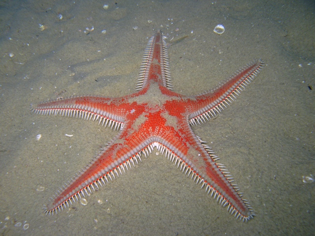 Astropecten aranciacus (Linnaeus, 1758)