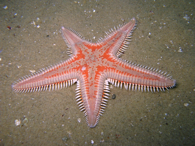 Astropecten aranciacus (Linnaeus, 1758)