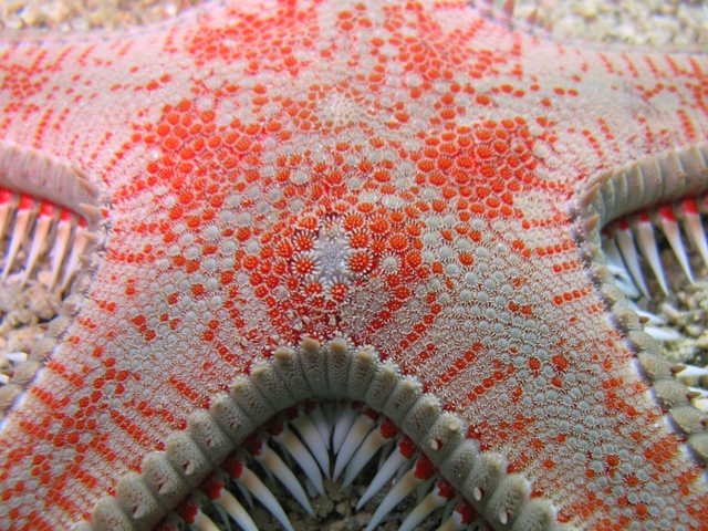 Astropecten aranciacus (Linnaeus, 1758)