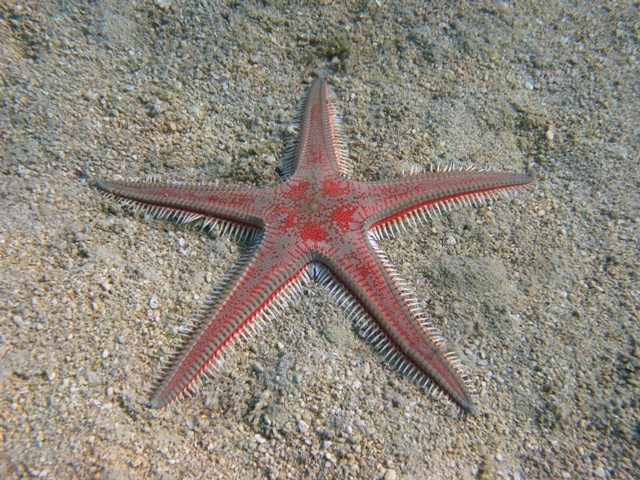 Astropecten aranciacus (Linnaeus, 1758)