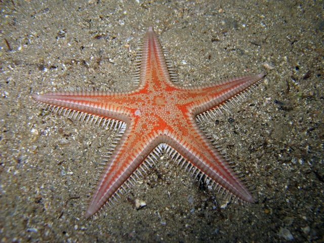 Astropecten aranciacus (Linnaeus, 1758)