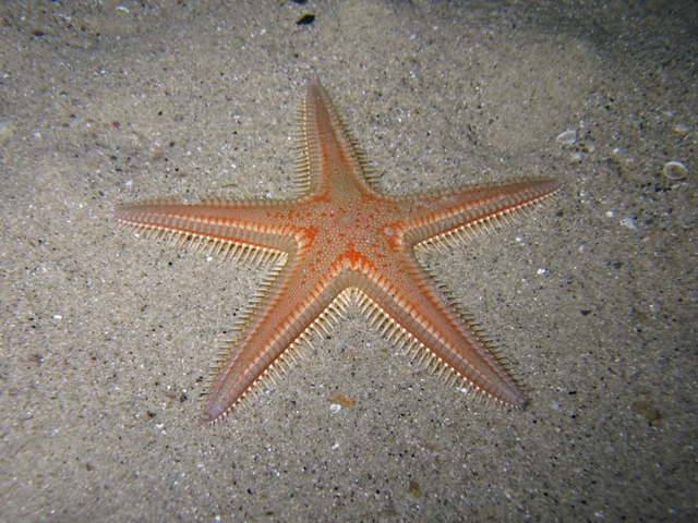 Astropecten aranciacus (Linnaeus, 1758)