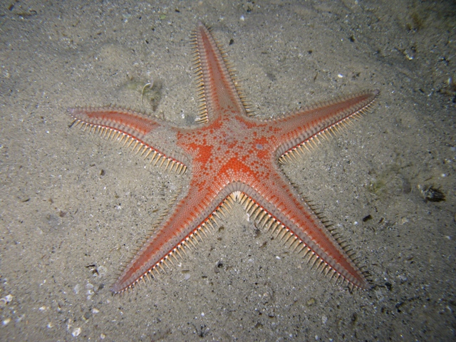 Astropecten aranciacus (Linnaeus, 1758)