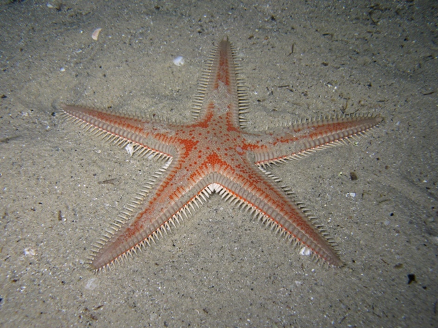 Astropecten aranciacus (Linnaeus, 1758)