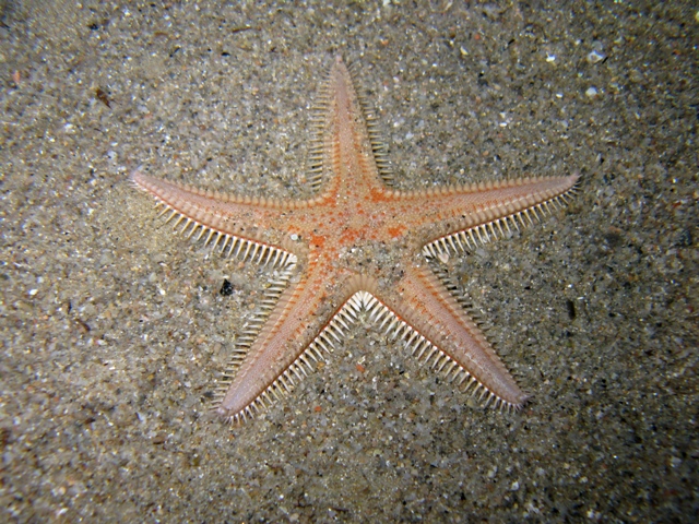 Astropecten aranciacus (Linnaeus, 1758)