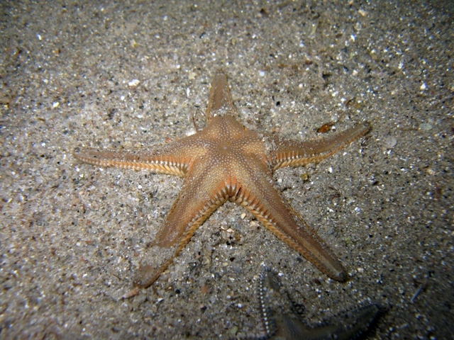 Astropecten platyacanthus (Philippi, 1837)