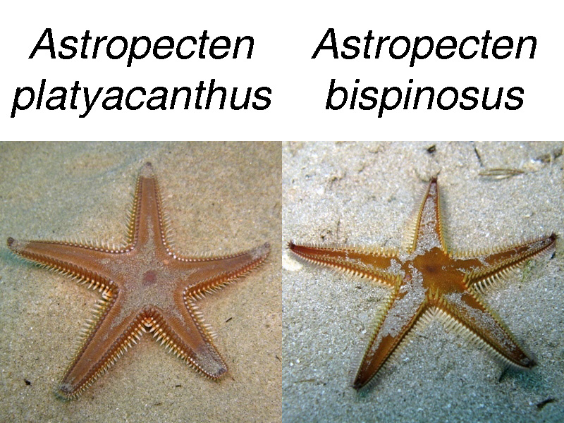 Astropecten platyacanthus (Philippi, 1837)
