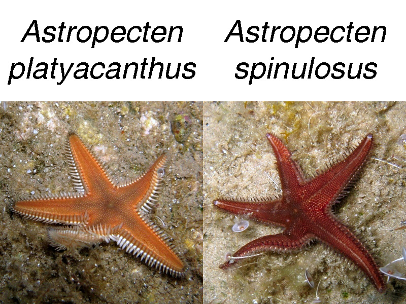 Astropecten platyacanthus (Philippi, 1837)