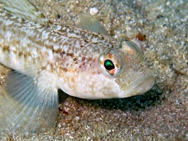 Gobius roulei (De Buen, 1928)