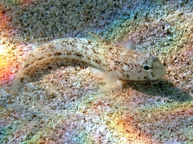 Gobius roulei (De Buen, 1928)