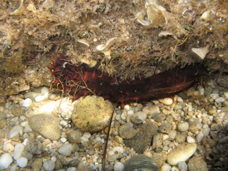 Colore apici delle papille di Holothuria tubulosa