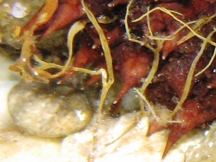 Colore apici delle papille di Holothuria tubulosa