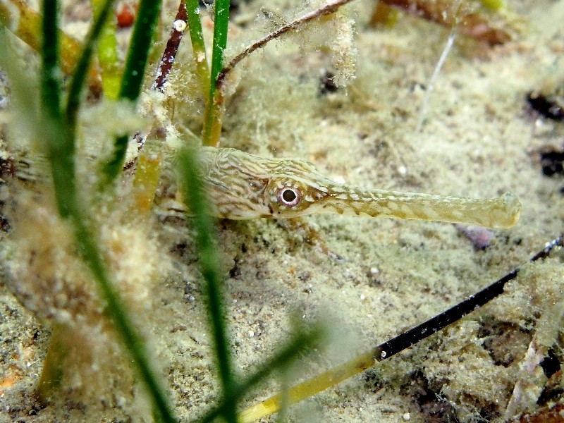 Syngnathus tenuirostris?