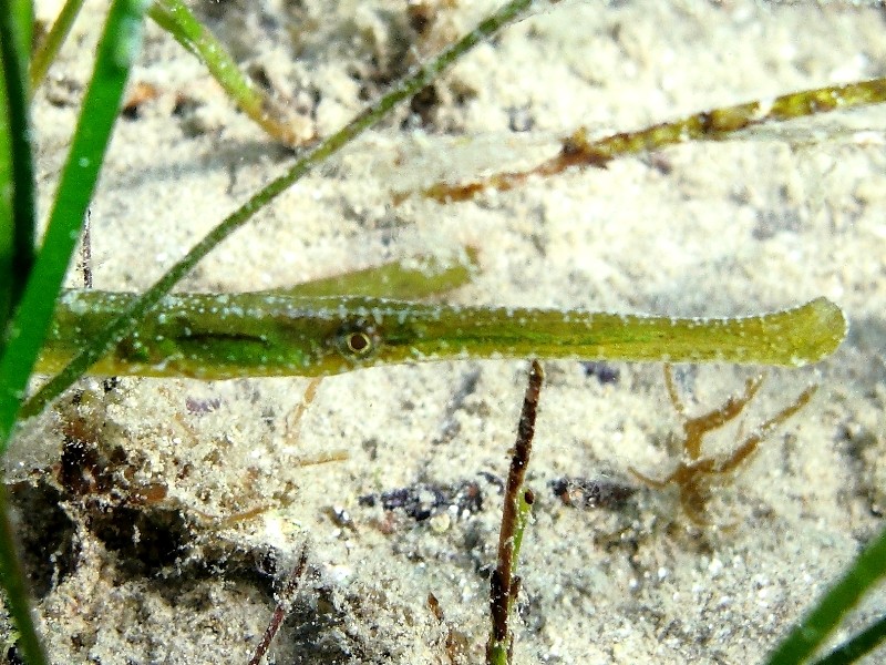 Syngnathus cf. typhle rotundatus?