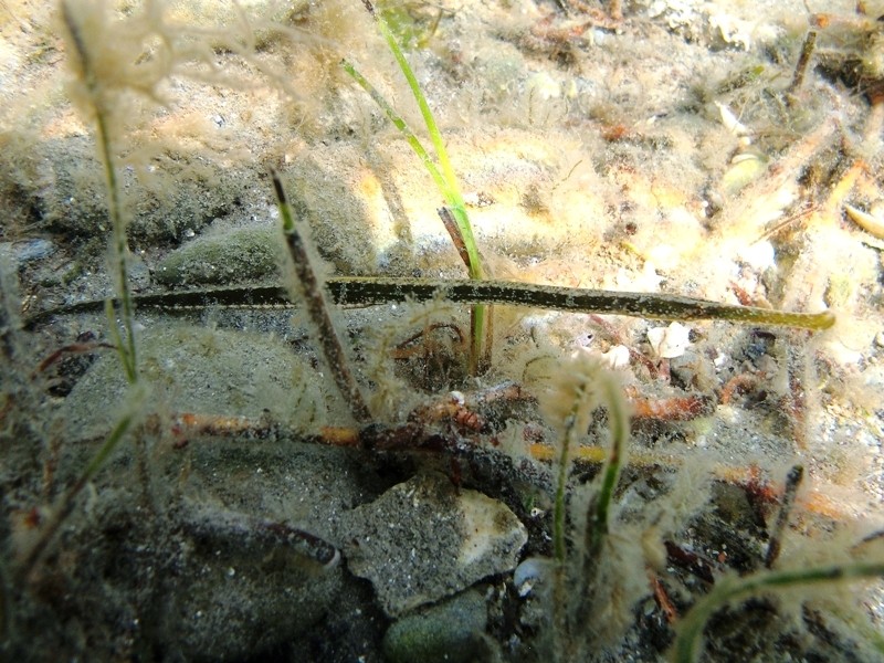 Syngnathus cf. typhle rotundatus?