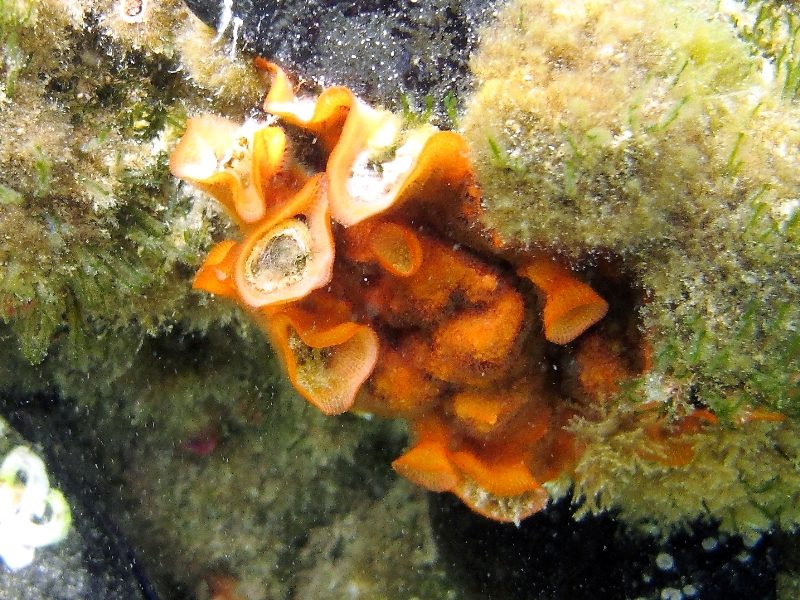 Schizoporella errata (Waters, 1878)