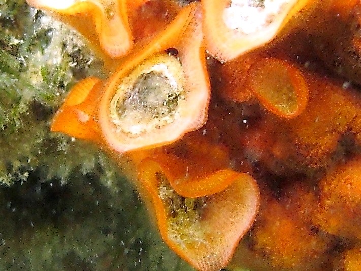 Schizoporella errata (Waters, 1878)