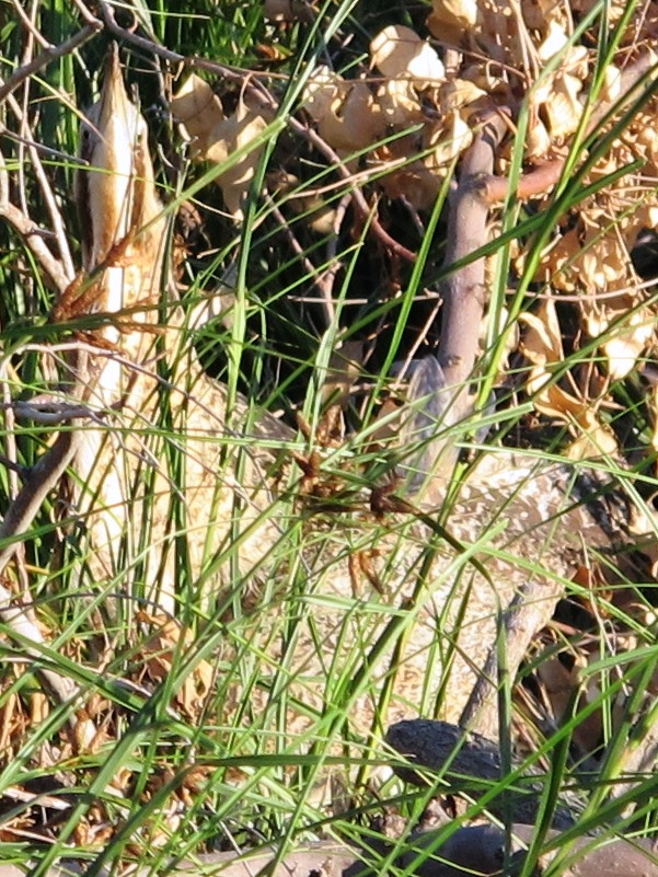 Tarabuso (Botaurus stellaris)