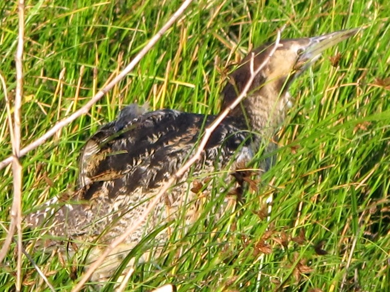 Tarabuso (Botaurus stellaris)