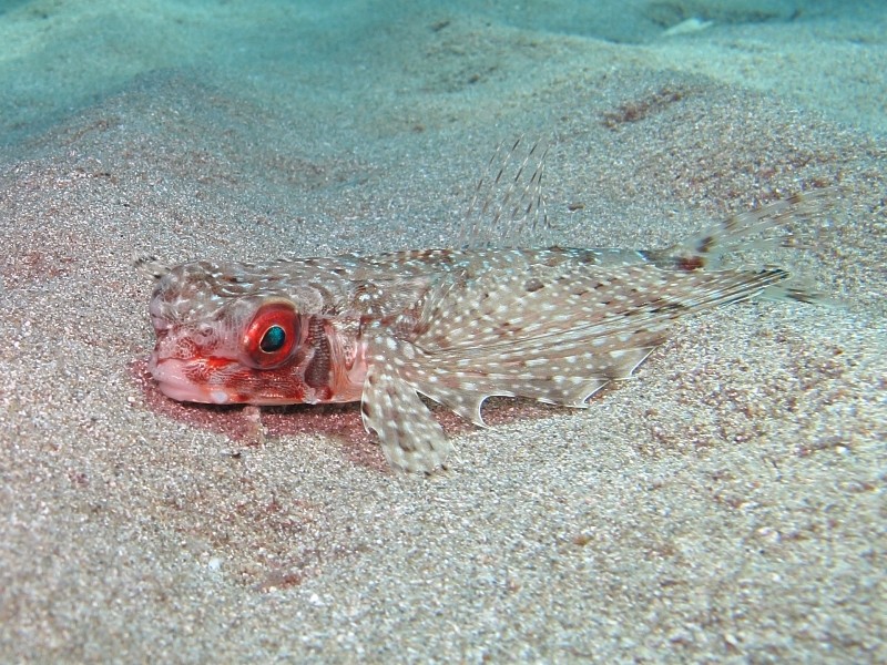 Dactylopterus volitans