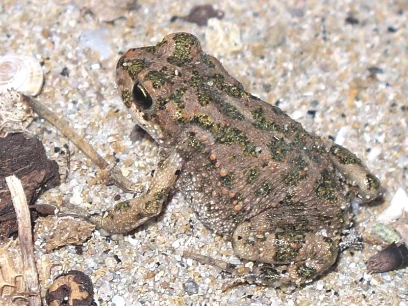 Rospo smeraldino (Bufotes variabilis) - Limnos (Grecia)
