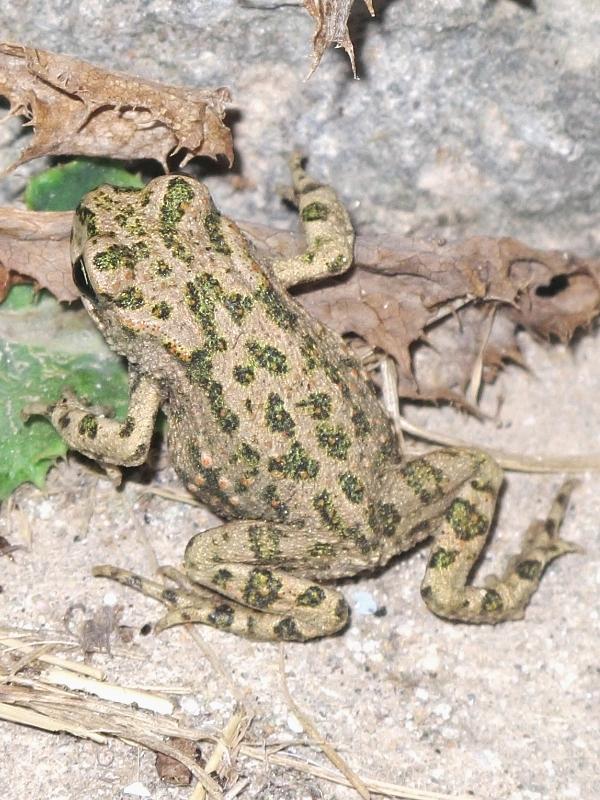 Rospo smeraldino (Bufotes variabilis) - Limnos (Grecia)