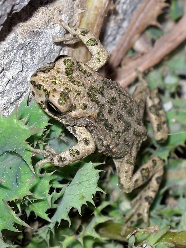 Rospo smeraldino (Bufotes variabilis) - Limnos (Grecia)