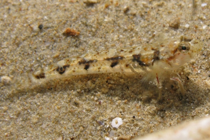 Pomatoschistus bathi