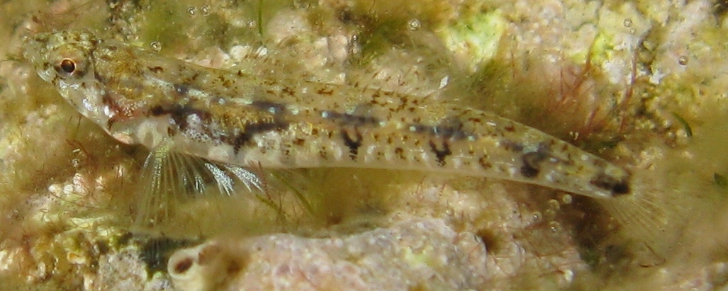 Pomatoschistus bathi