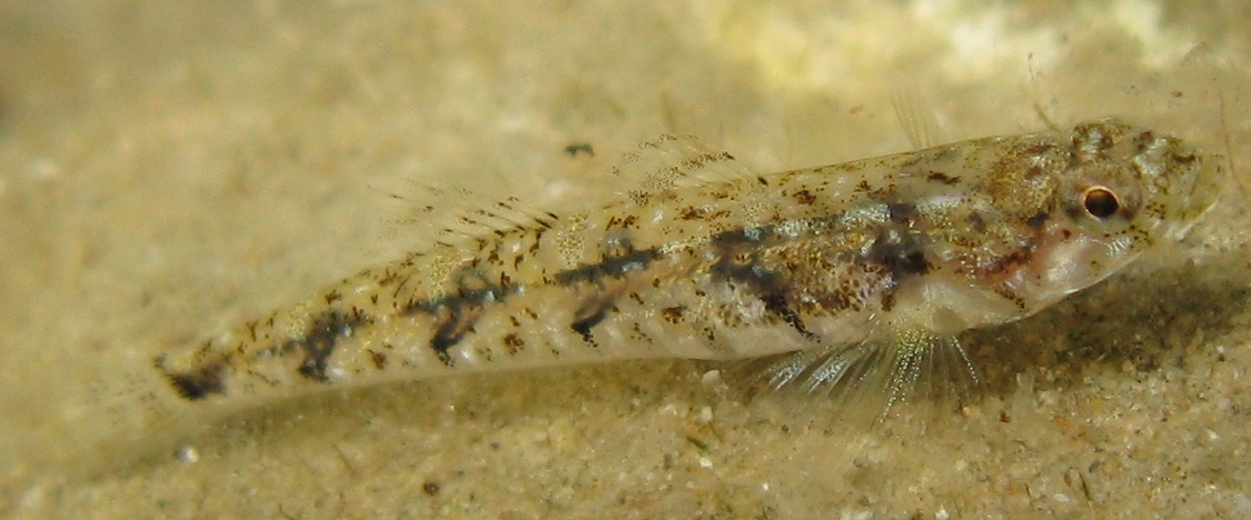 Pomatoschistus bathi