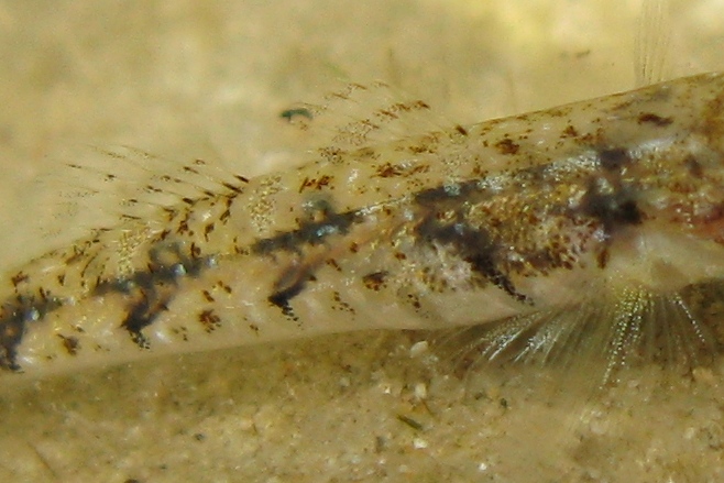 Pomatoschistus bathi