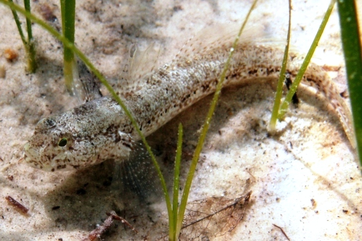 Gobius couchi (Miller & El-Tawil, 1974)