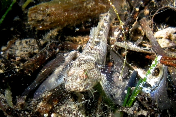 Gobius couchi (Miller & El-Tawil, 1974)