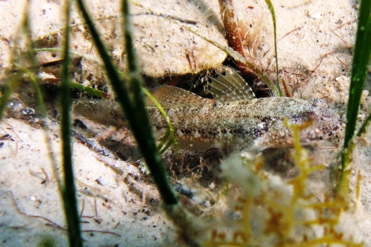 Gobius couchi (Miller & El-Tawil, 1974)