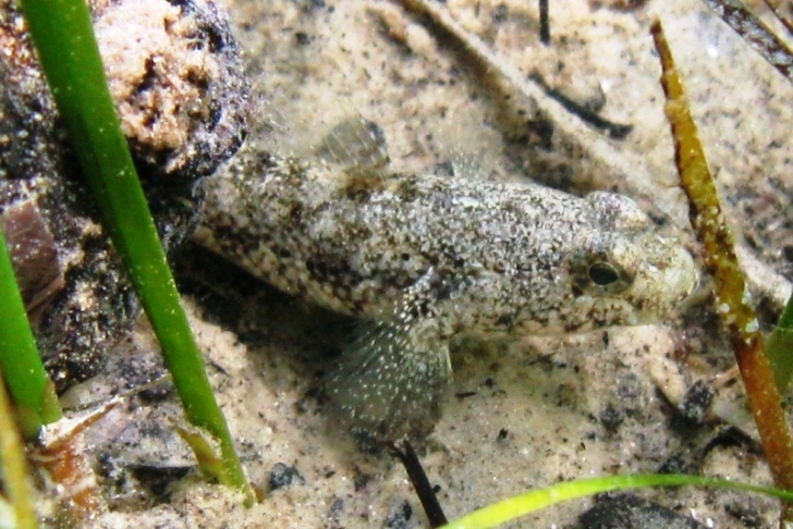 Gobius couchi (Miller & El-Tawil, 1974)