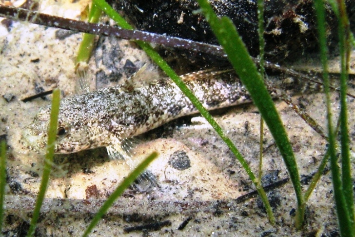 Gobius couchi (Miller & El-Tawil, 1974)